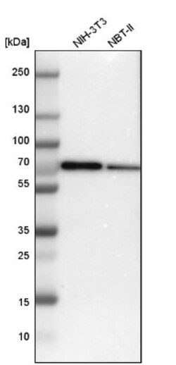 SWAP70 Antibody, Novus Biologicals 25 &mu;L; Unlabeled:Antibodies, Polyclonal